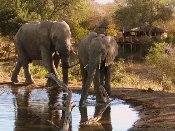 Umlani Bushcamp, Брондау Лодж Timbavati Game Reserve Mpumalanga